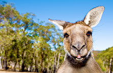Living in a land "Down Under" Living in a land "Down Under"